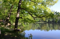 Am Altteich im Colditzer Wald